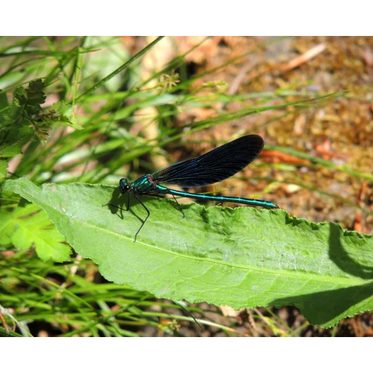 Demsel fly print