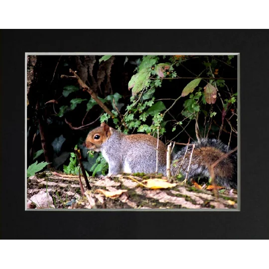 Grey squiral