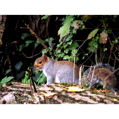 Grey squiral Grey squiral