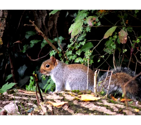 Grey squiral