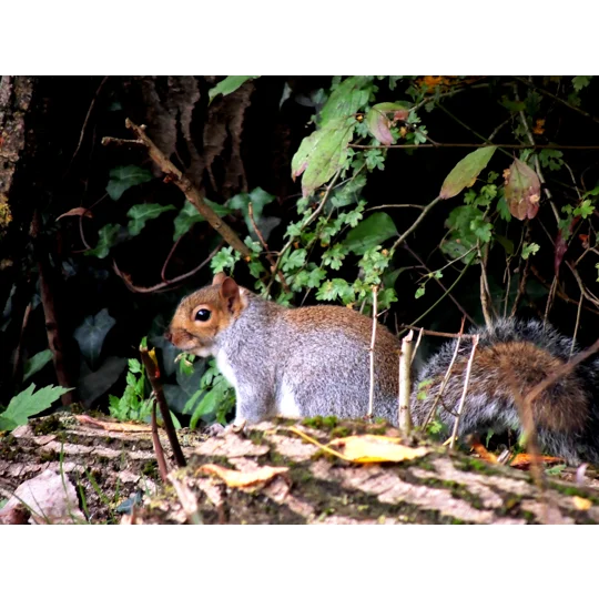 Grey squiral