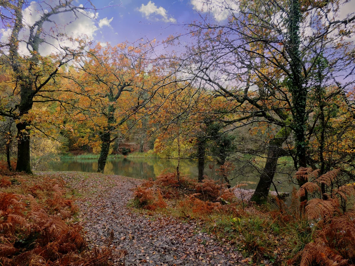 Treeeditsky 1791125502462