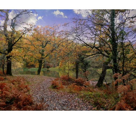 Canop ponds in autumn