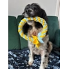 Zoomies Ring Tug