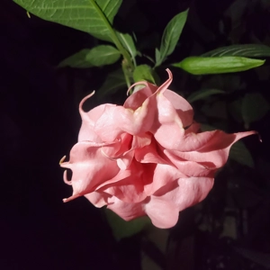 Privately Pink
