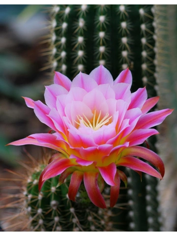 Cactus Flower Soap