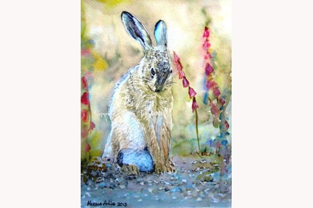 Shy Hare 15 x 11 A3 Shy Hare 15 x 11 A3