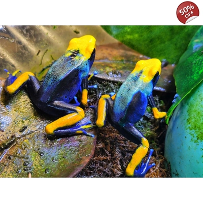 3 Peacock Dart Frogs - Shipping Included