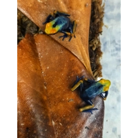 3 Peacock Dart Frogs - Shipping Included