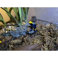 3 Peacock Dart Frogs - Shipping Included