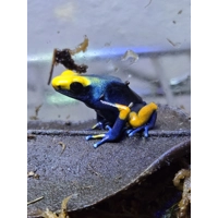 3 Peacock Dart Frogs - Shipping Included