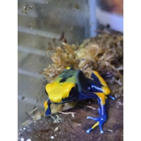 3 Peacock Dart Frogs - Shipping Included