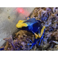 3 Peacock Dart Frogs - Shipping Included