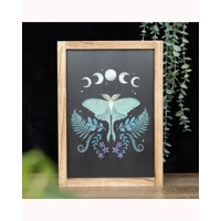 Luna Moth Framed Wall Art Print
