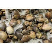 Asari Clams (800g)
