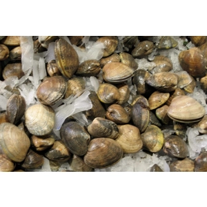 Asari Clams (800g)