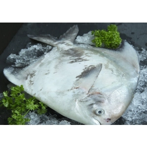 Chinese Promfret Whole (1kg)