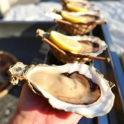 Japanese Harima Oysters (4-5 pieces, 500g)