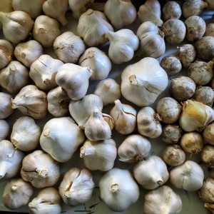 Elephant Garlic organically grown, no chemical fertilizers 1lb