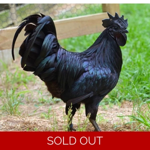 Ayam Cemani - Rooster