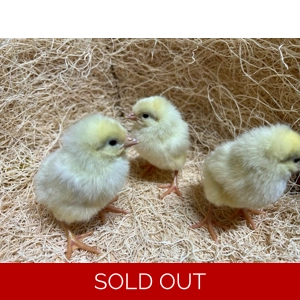 Unsexed White Leghorn Chicks