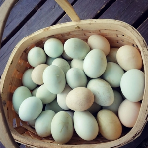 Barnyard Mix Duck Eggs