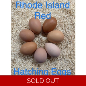 Rhode Island Red Hatching Eggs