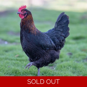 Black Copper Maran - Hen