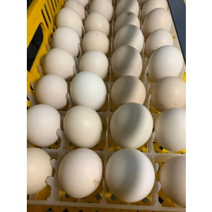Ayam Cemani Eggs Preorder