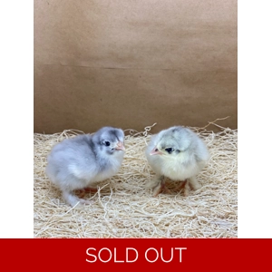 Unsexed Splash Blue Cochin Bantams