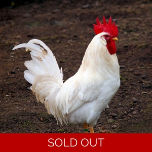 White Leghorn - Rooster