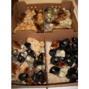 Hatchery Choice Chick Preorder