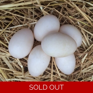 Peking Duck Eggs