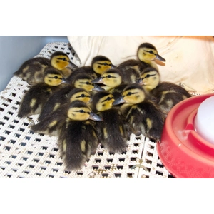 Mallard Ducklings Preorder