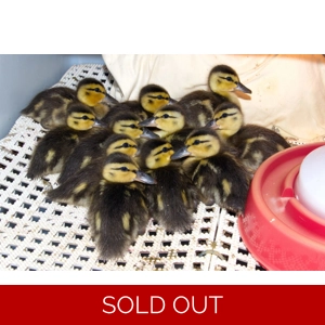 Unsexed Mallard Duckling