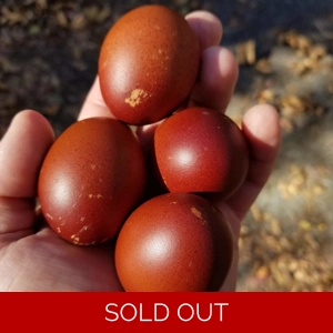 Black Copper Maran Hatching Eggs
