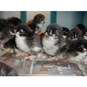 Black Copper Maran Chicks Preorder