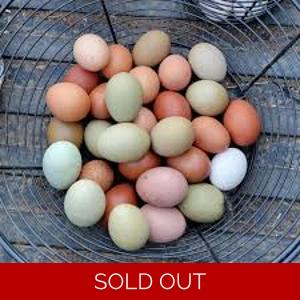 Barnyard Mix Hatching Eggs