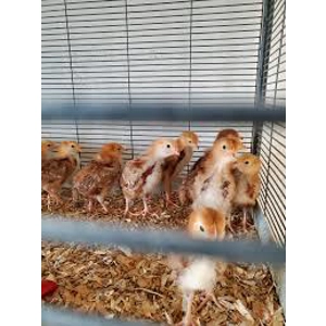 Rhode Island Red Chicks Preorder