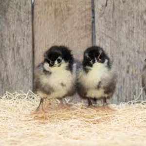 Black Orpington Chicks Preorder
