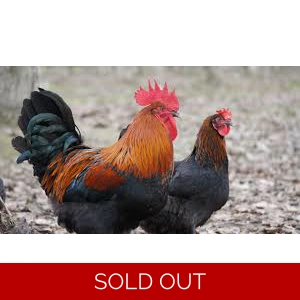 Black Copper Maran - Rooster