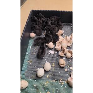 Ayam Cemani Chicks Preorder