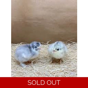 Blue Cochin Bantam Chick