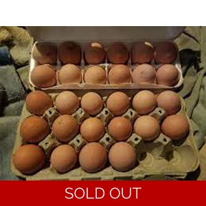 Light Brahma Hatching Eggs
