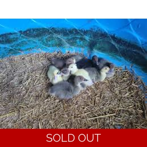 Unsexed Barnyard Mix Duckling