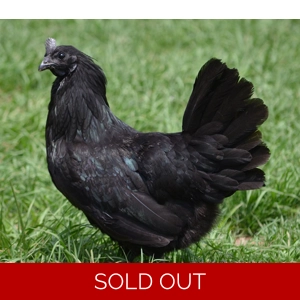 Ayam Cemani - Hen
