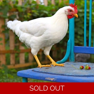 White Leghorn - Hen