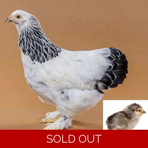 Light Brahma - Hen