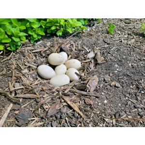 Mallard Duck Eggs