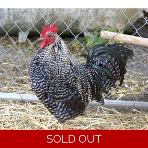 Barred Rock - Rooster